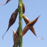 Carex pulicaris - Floh-Segge