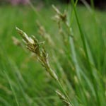 Carex remota - Winkel-Segge