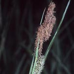 Carex riparia - Ufer-Segge