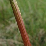 Carex rostrata - Schnabel-Segge