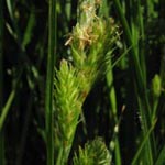 Carex secalina - Roggen-Segge