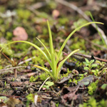 Carex spicata - Korkfrüchtige Segge
