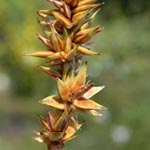Carex spicata - Korkfrüchtige Segge