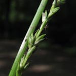 Carex strigosa - Dünnährige Segge