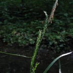 Carex strigosa - Dünnährige Segge