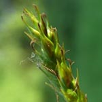 Carex sylvatica - Wald-Segge