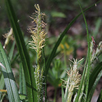 Carex sylvatica - Wald-Segge