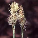 Carex umbrosa - Schatten-Segge