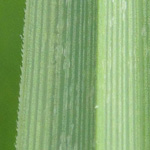 Carex vesicaria - Blasen-Segge