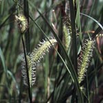 Carex vesicaria - Blasen-Segge