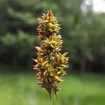 Carex vulpina - Fuchs-Segge