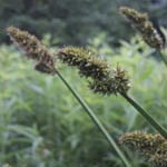 Carex vulpina - Fuchs-Segge
