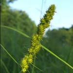 Carex vulpinoidea - Vielblütige Fuchs-Segge