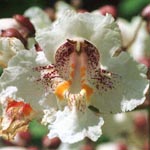 Catalpa bignonioides - Trompetenbaum