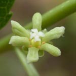 Celastrus orbicularis - Rundblättriger Baumwürger