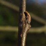 Celtis australis - Südlicher Zürgelbaum