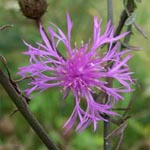 Centaurea stoebe - Rispen-Flockenblume