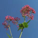 Centhranthus ruber - Rote Spornblume