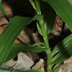 Cephalanthera longifolia - Langblättriges Waldvögelein