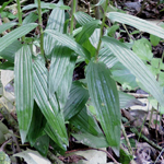 Cephalanthera longifolia - Langblättriges Waldvögelein