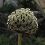 Cephalaria gigantea - Riesen-Schuppenkopf