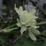 Cephalaria gigantea - Riesen-Schuppenkopf