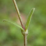 Cerastium holosteoides - Gewöhnliches Hornkraut