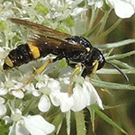 Cerceris rybyensis - Bienenjagende Knotenwespe