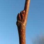 Cercis siliquastrum - Gewöhnlicher Judasbaum