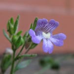 Chaenorhinum origanifolium - Zwerglöwenmäulche n