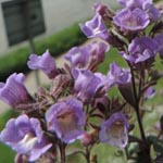 Chaenorhinum origanifolium - Zwerglöwenmäulche n
