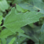Chenopodium ficifolium - Feigenblättriger Gänsefuß