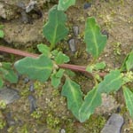 Chenopodium glaucum - Graugrüner Gänsefuß