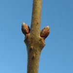 Chimonanthus praecox - Winterblüte (vegetativ)