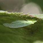 Chrysoperla carnea - Gemeine Florfliege