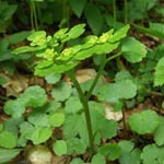 Chrysosplenium alternifolium - Wechselblättriges Milzkraut
