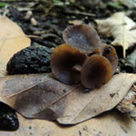 Ciboria batschiana - Brauner Eichenbecherling