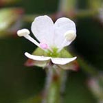 Circaea lutetiana - Gewöhnliches Hexenkraut