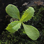 Cirsium arvense - Acker-Kratzdistel