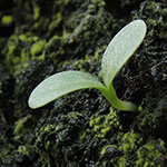 Cirsium arvense - Acker-Kratzdistel