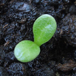 Cirsium vulgare - Gewöhnliche Kratzdistel