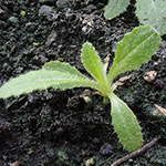 Cirsium vulgare - Gewöhnliche Kratzdistel