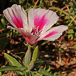 Clarkia amoena - Sommerazalee