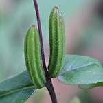 Clarkia unguiculata - Mandelröschen