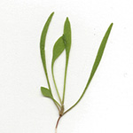 Claytonia perfoliata - Tellerkraut