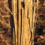 Clematis vitalba - Gewöhnliche Waldrebe