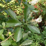 Clethra alnifolia - Erlenblättrige Zimterle
