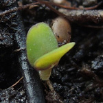 Clinopodium vulgare - Wirbeldost