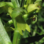 Coeloglossum viride - Grüne Hohlzunge