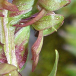 Coeloglossum viride - Grüne Hohlzunge